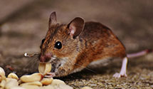 24 Hour & Emergency Exterminators in Hilton Head Island, SC